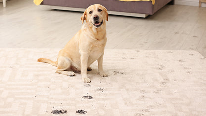 Stop Muddy Paw Prints Before They Hit Your Floors